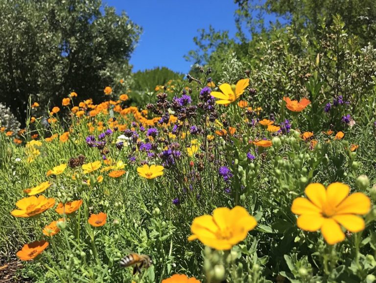 The Best Drought-Resistant Annuals